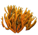 neoncoral logo
